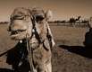 Nortern Territory - Camel