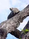 Koala - South Australia