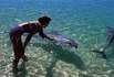 Monkey Mia - Dolfins