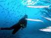Diving - Ningaloo Reef