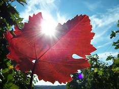 Barossa Valley