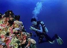 Cairns diving the reef