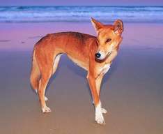 Fraser Island National Park