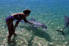 Monkey Mia - Dolfins