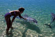 Monkey Mia - Dolfins