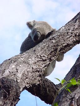 Koala - South Australia